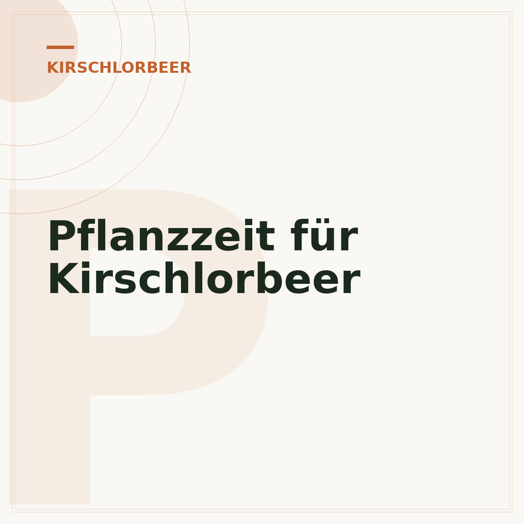Pflanzzeit für Kirschlorbeer