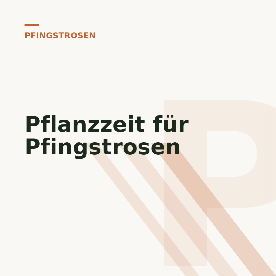 Pflanzzeit für Pfingstrosen