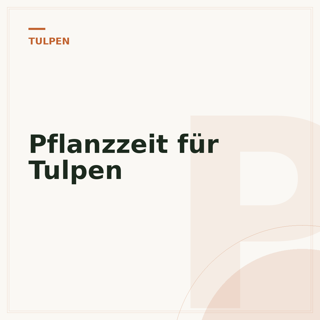 Pflanzzeit für Tulpen
