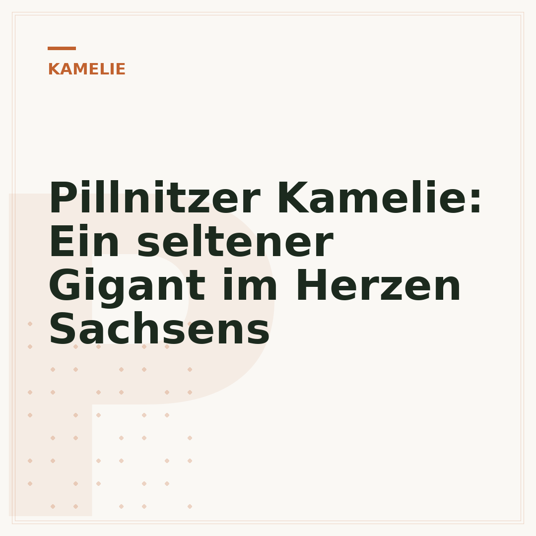 Pillnitzer Kamelie: Ein seltener Gigant im Herzen Sachsens