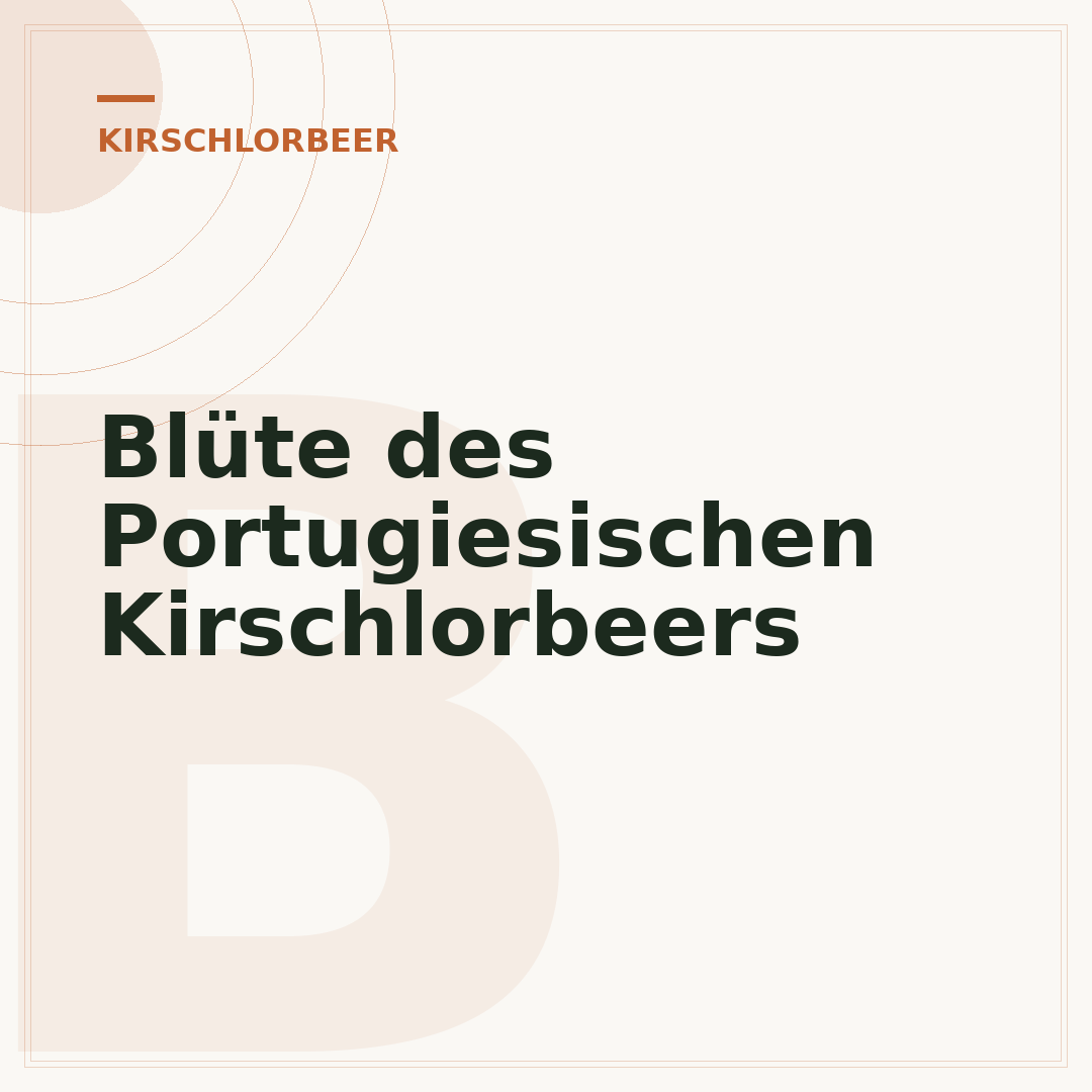 Blüte des Portugiesischen Kirschlorbeers