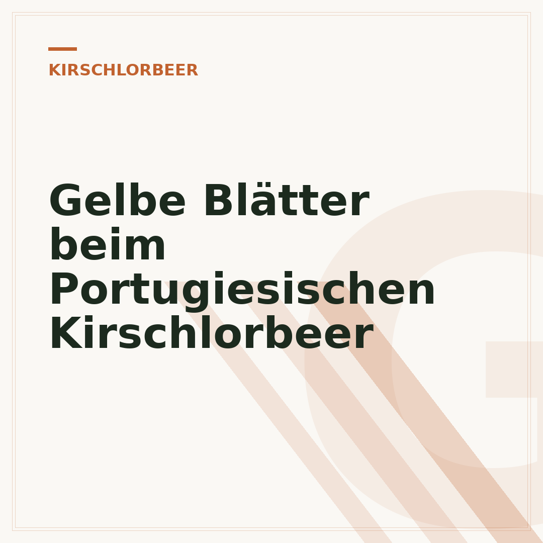 Gelbe Blätter beim Portugiesischen Kirschlorbeer