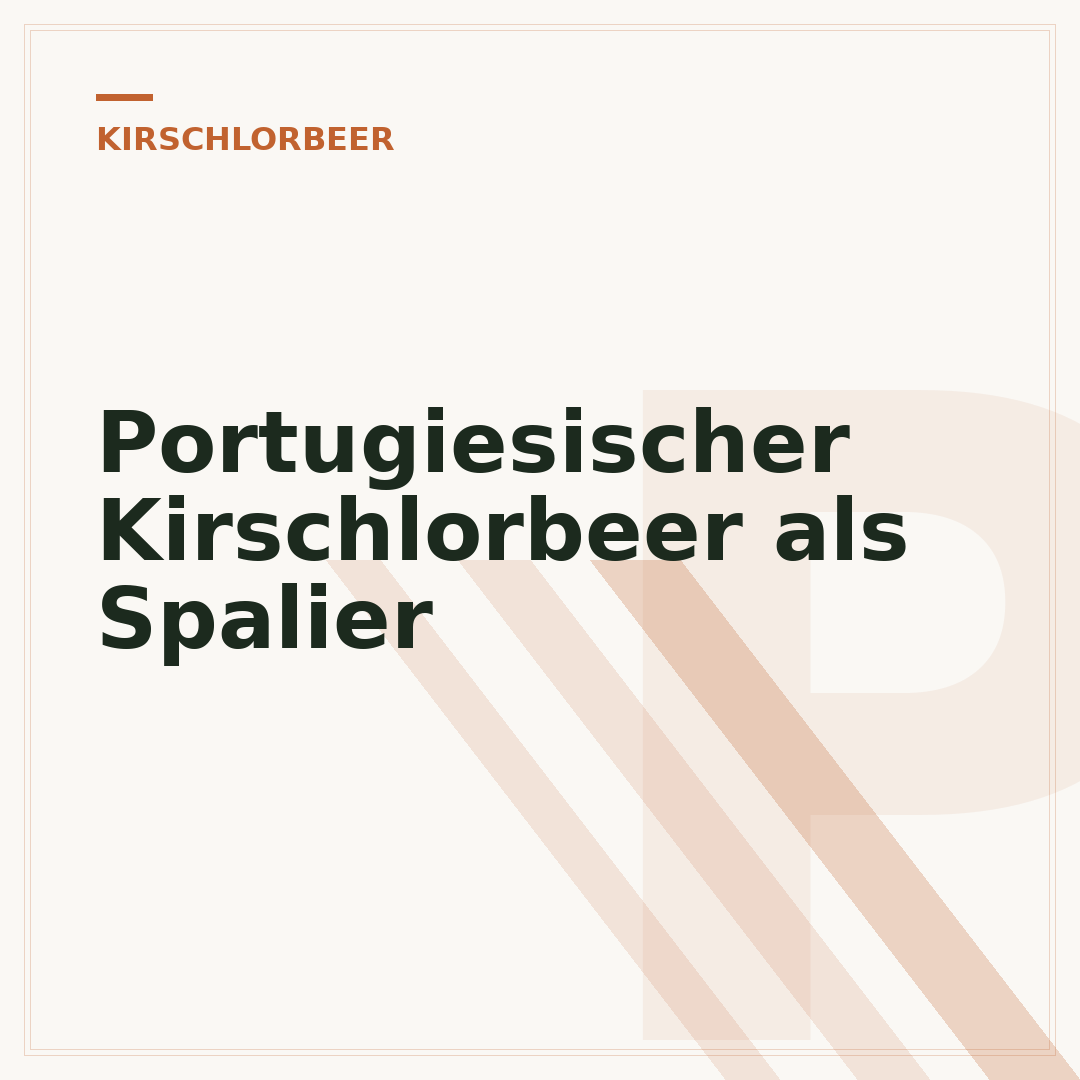 Portugiesischer Kirschlorbeer als Spalier