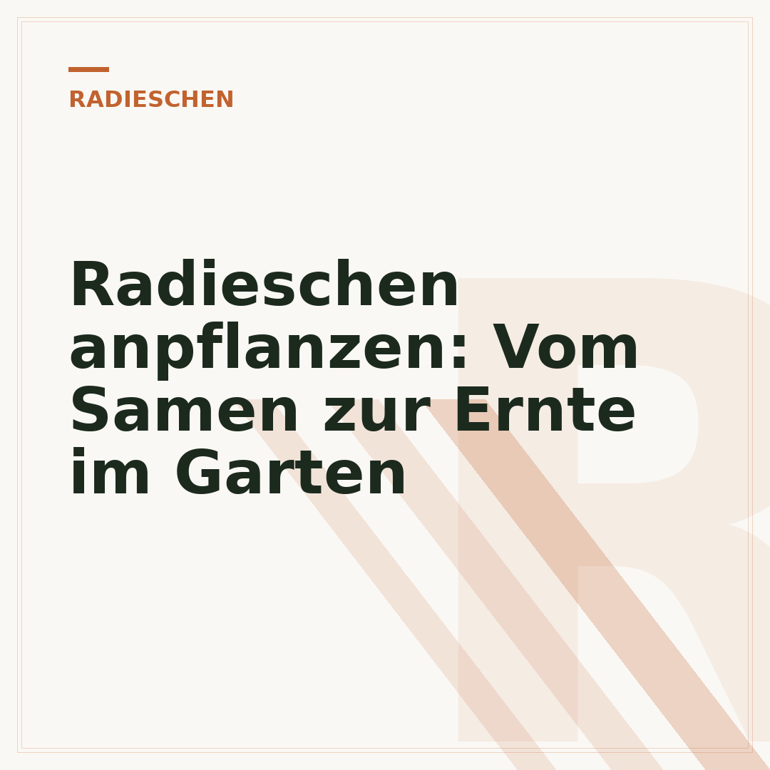 Radieschen anpflanzen: Vom Samen zur Ernte im Garten