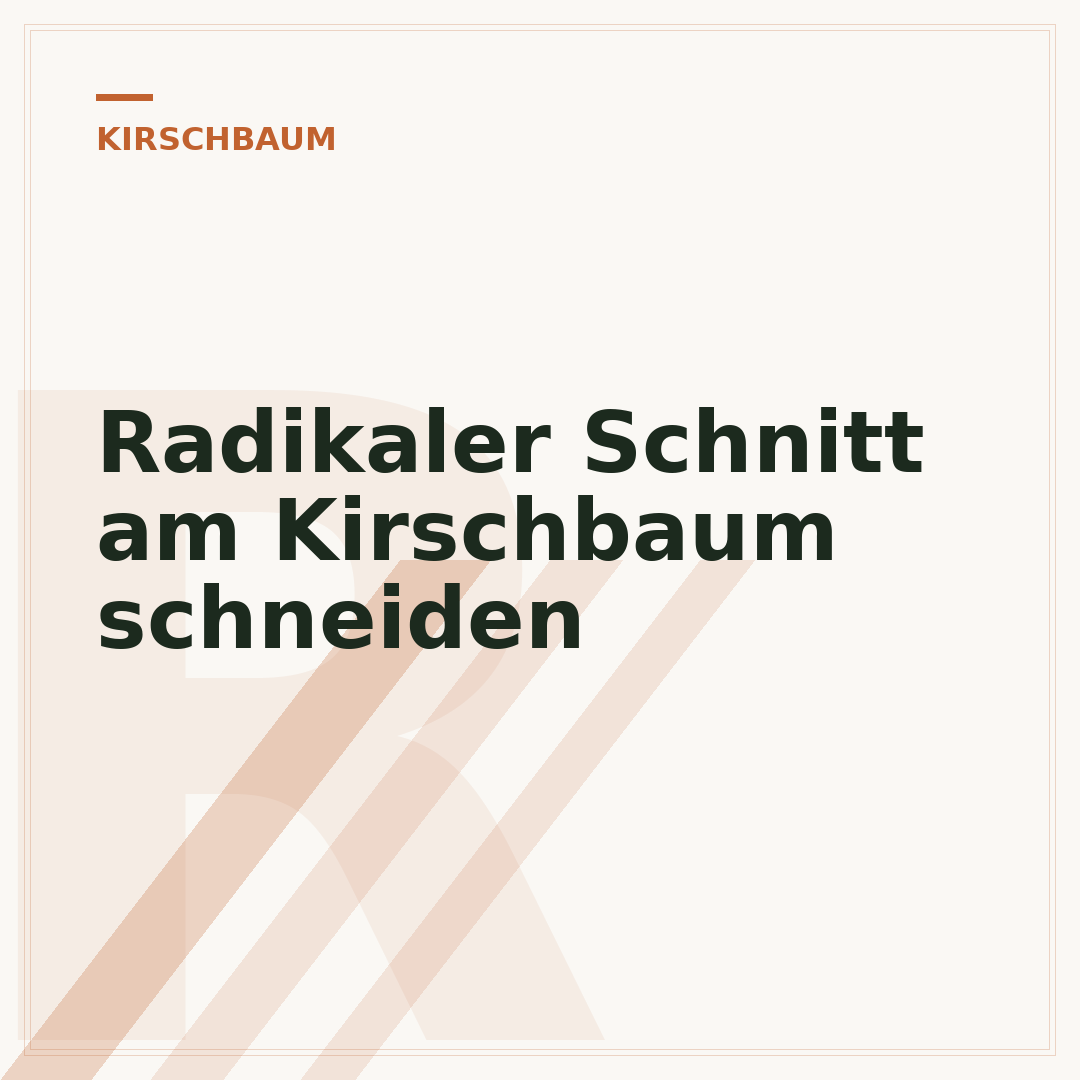 Radikaler Schnitt am Kirschbaum schneiden