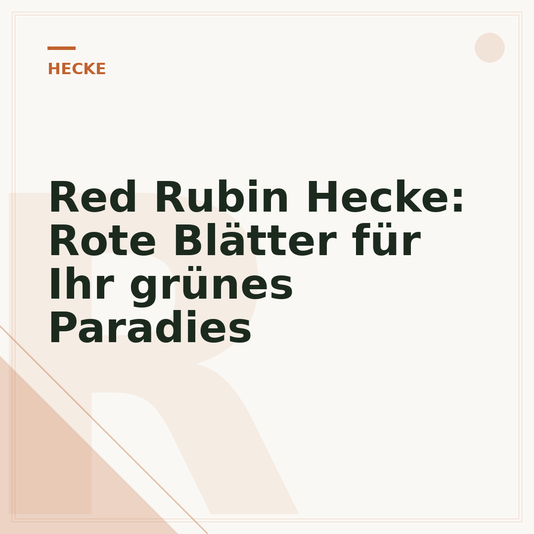 Red Rubin Hecke: Rote Blätter für Ihr grünes Paradies