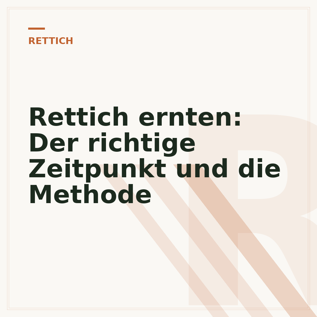 Rettich ernten: Der richtige Zeitpunkt und die Methode
