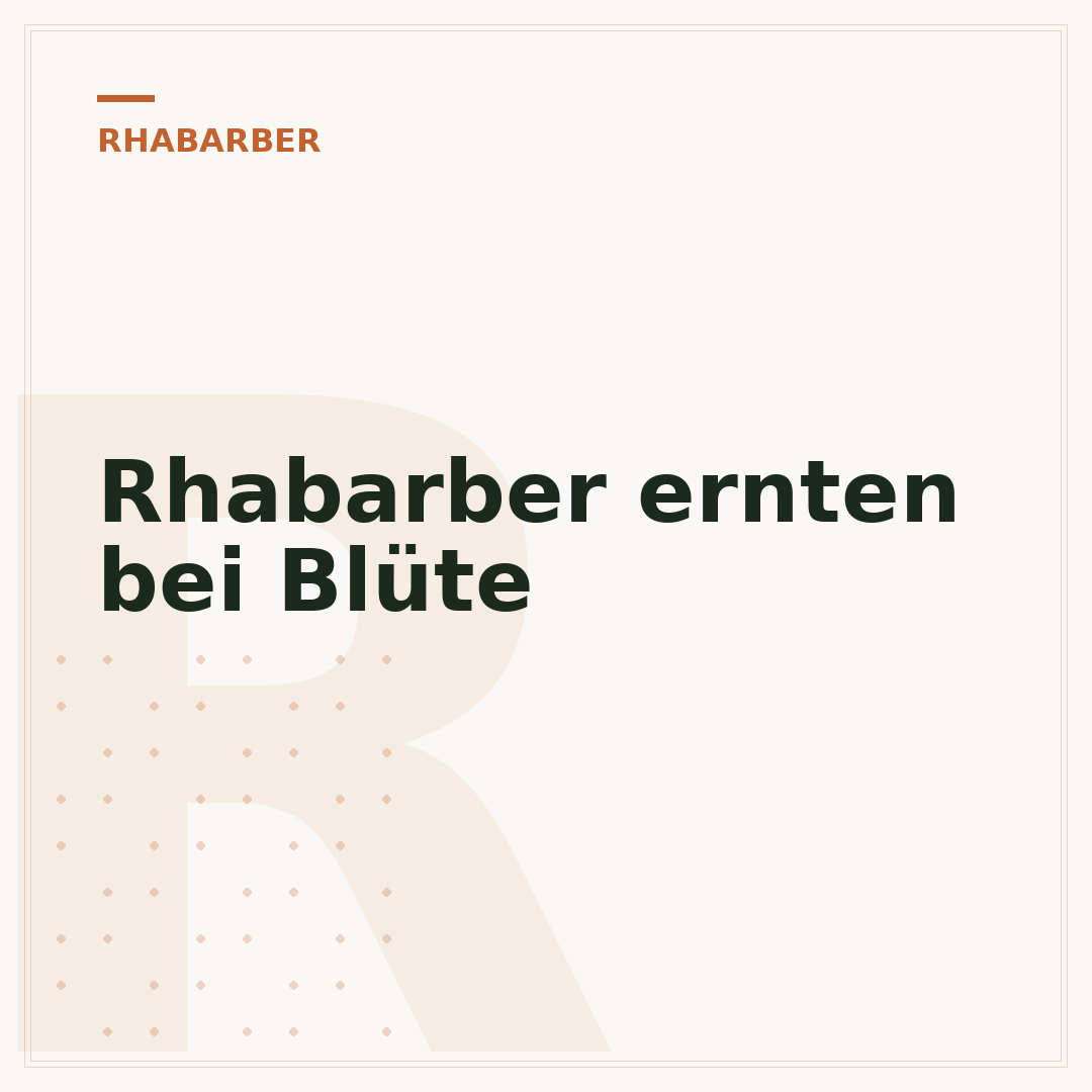 Rhabarber ernten bei Blüte