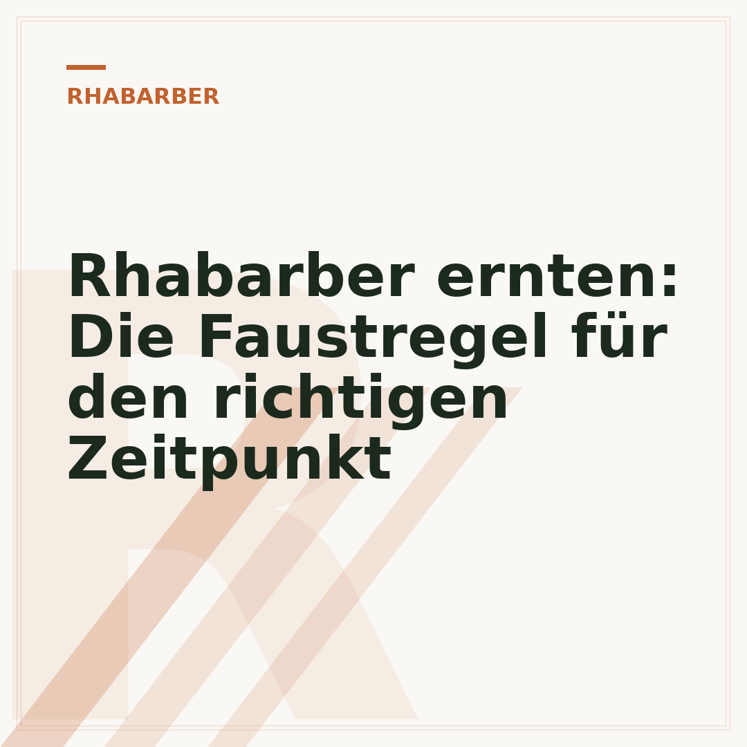 Rhabarber ernten: Die Faustregel für den richtigen Zeitpunkt