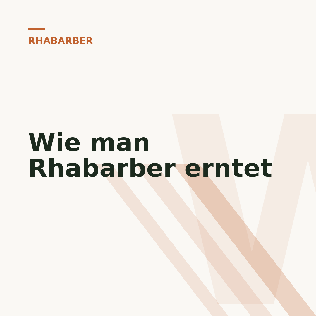 Wie man Rhabarber erntet