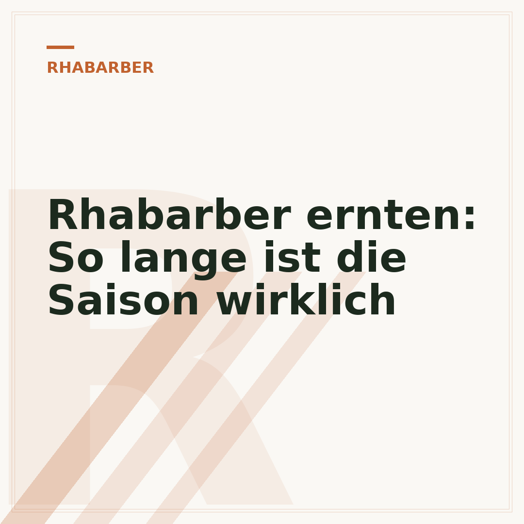 Rhabarber ernten: So lange ist die Saison wirklich
