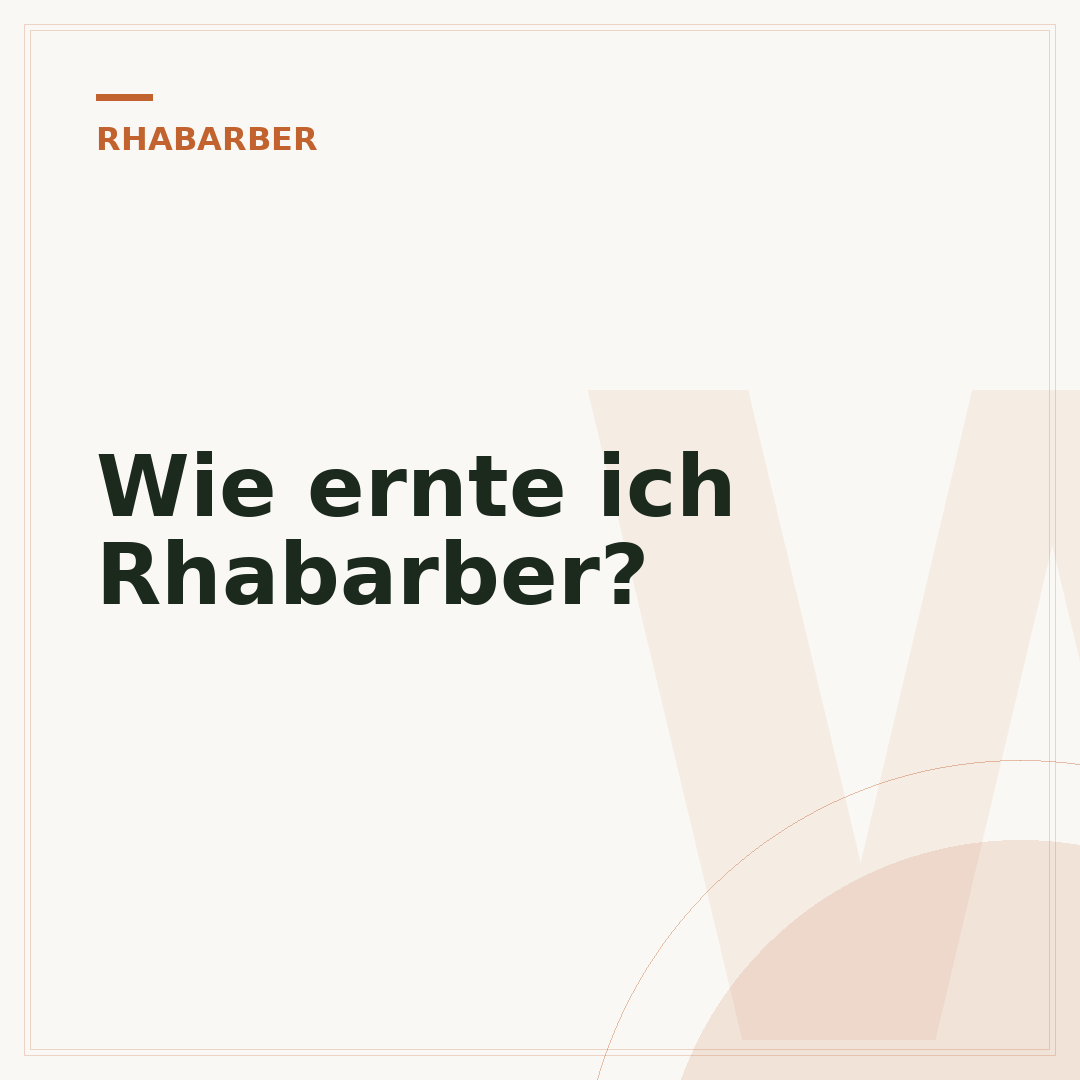 Wie ernte ich Rhabarber?