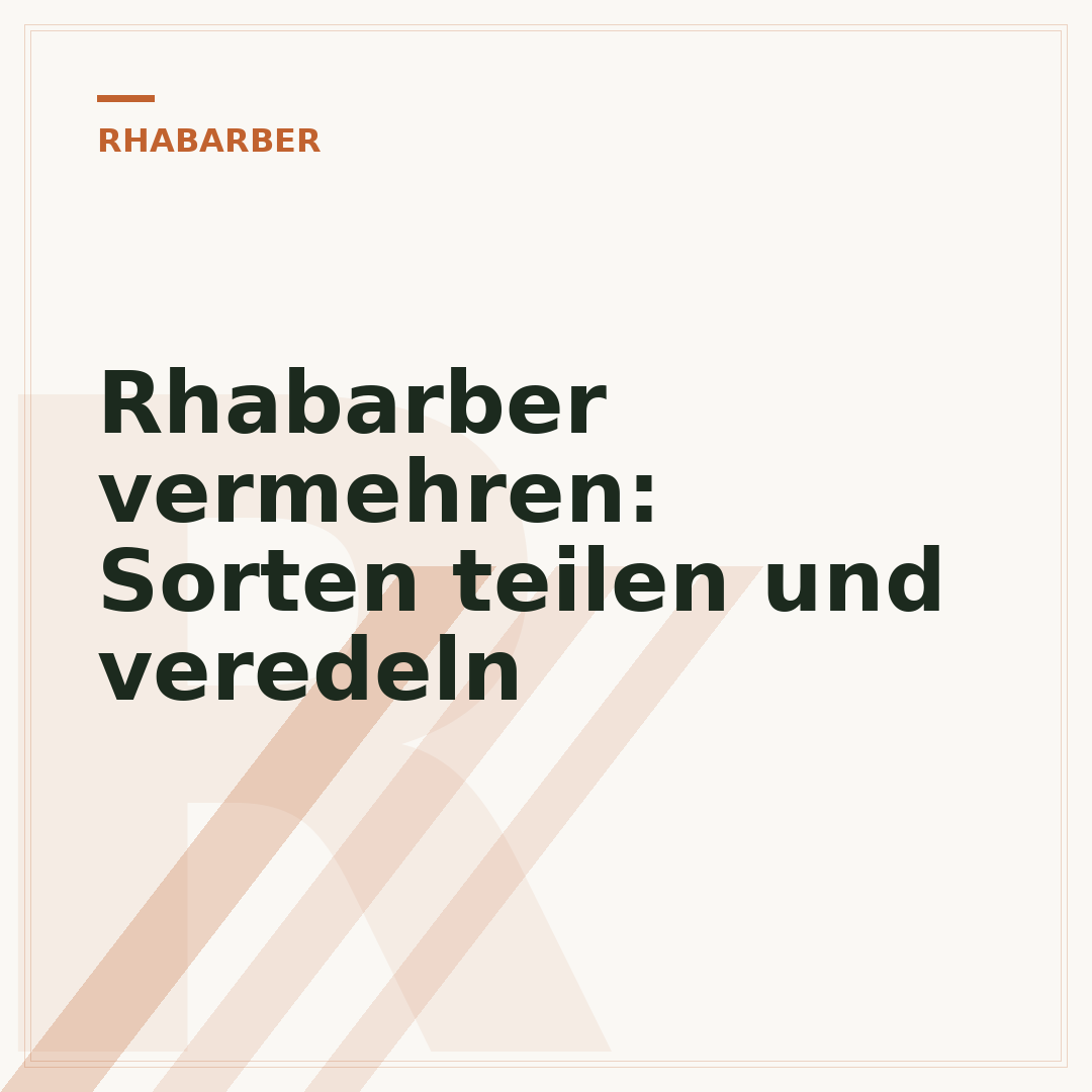 Rhabarber vermehren: Sorten teilen und veredeln