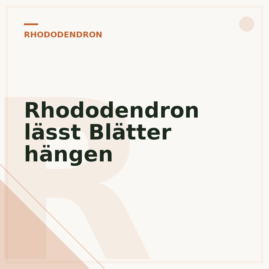 Rhododendron lässt Blätter hängen