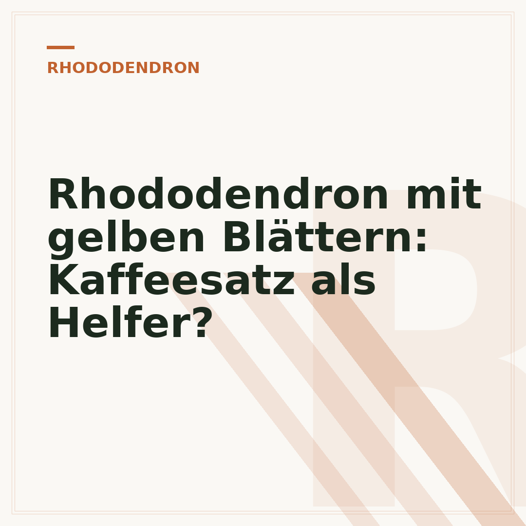 Rhododendron mit gelben Blättern: Kaffeesatz als Helfer?