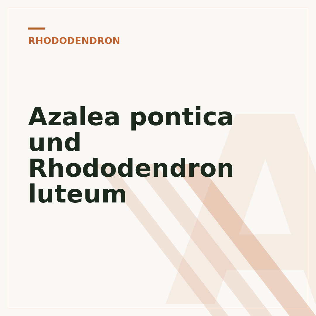Azalea pontica und Rhododendron luteum