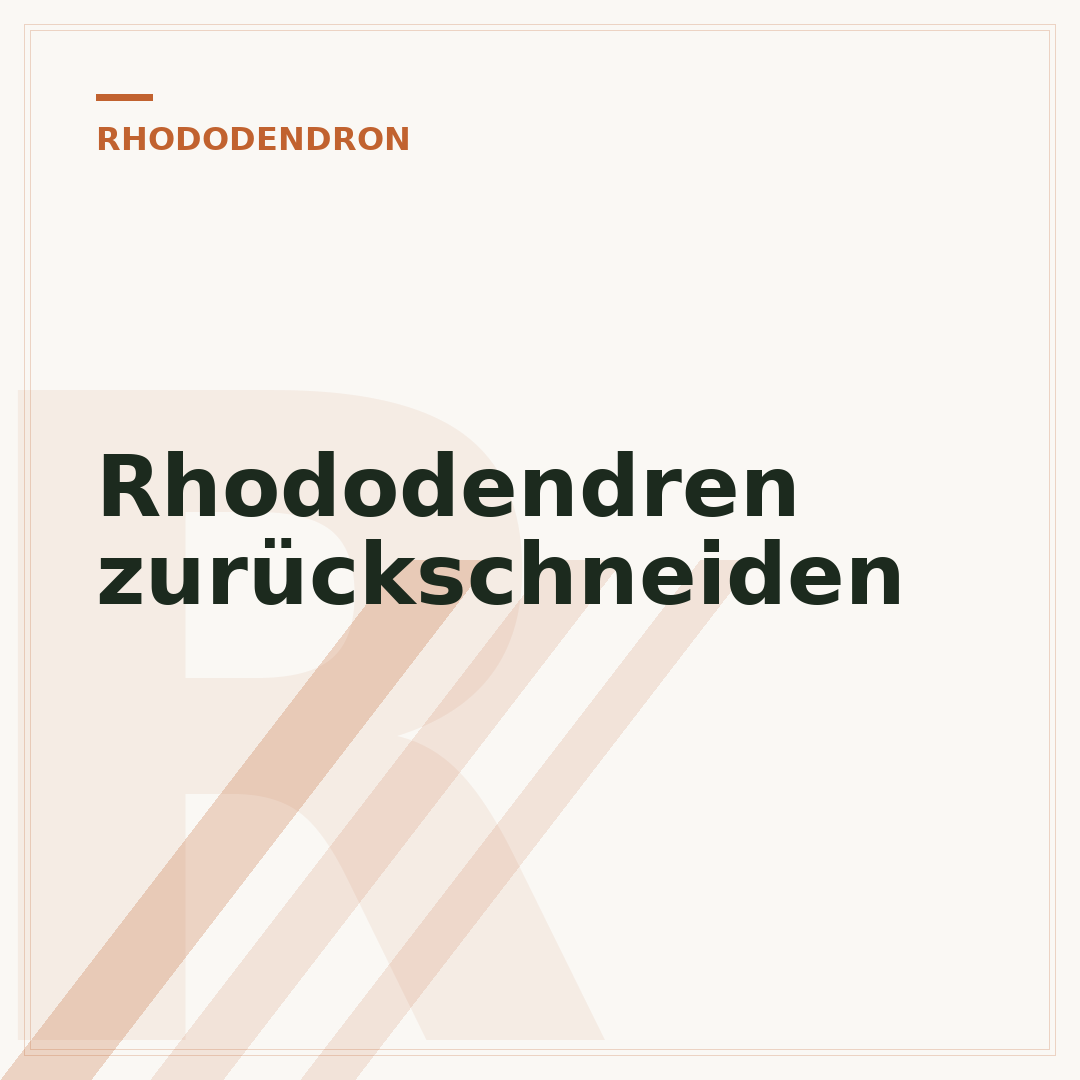 Rhododendren zurückschneiden