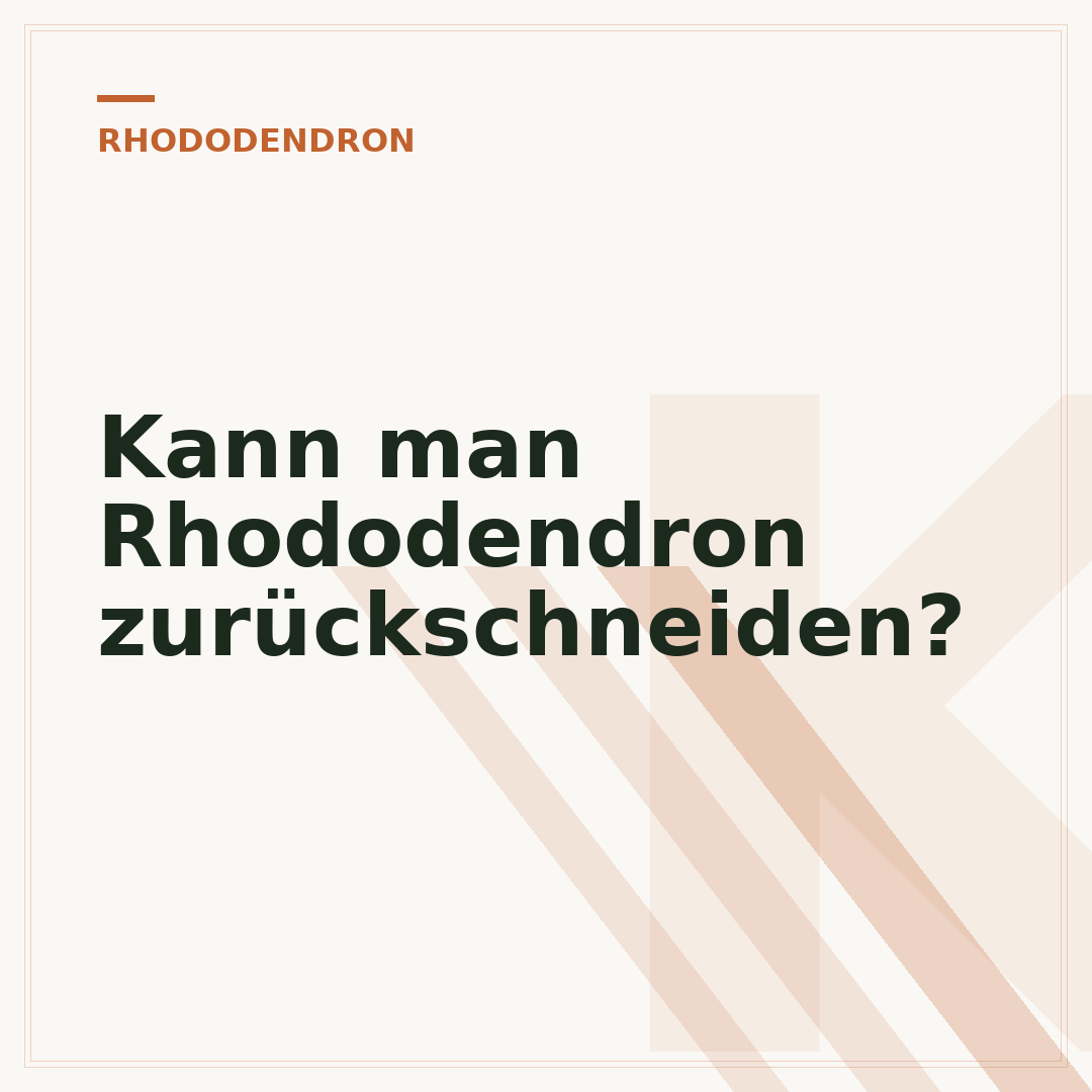 Kann man Rhododendron zurückschneiden?