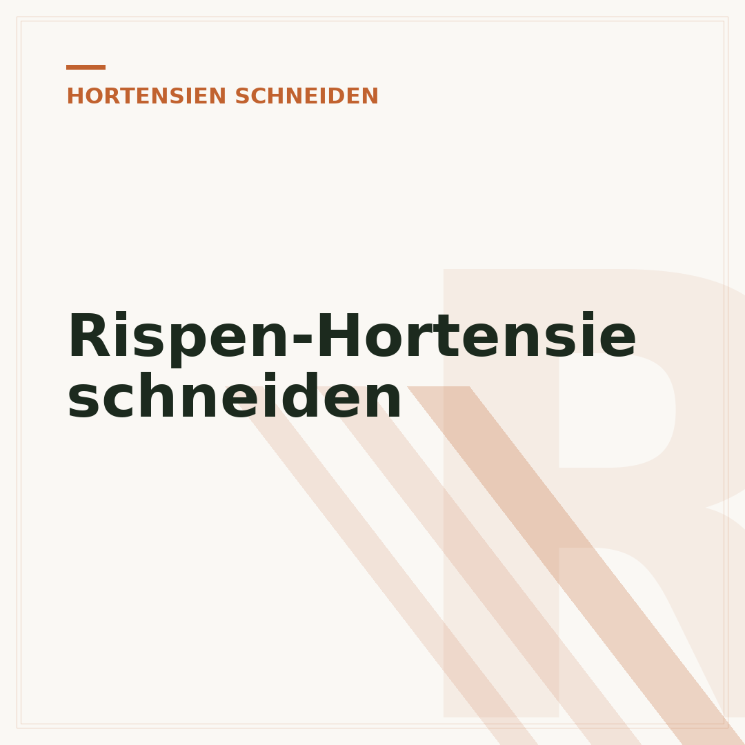 Rispen-Hortensie schneiden