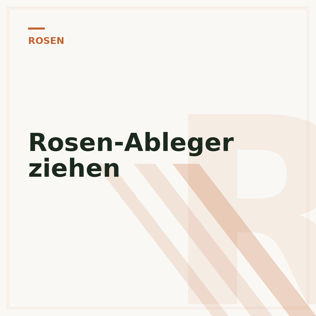 Rosen-Ableger ziehen