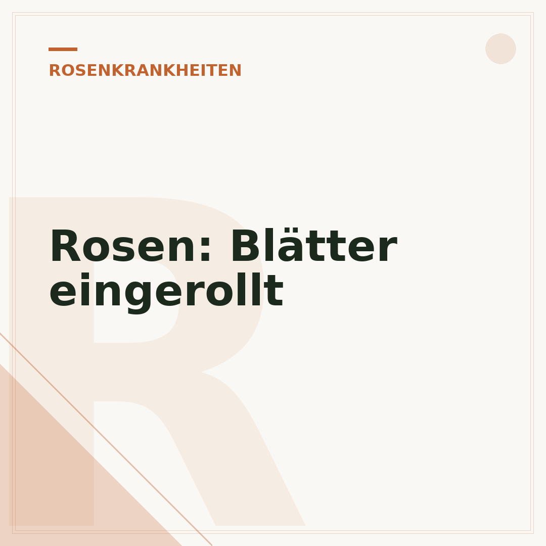 Rosen: Blätter eingerollt