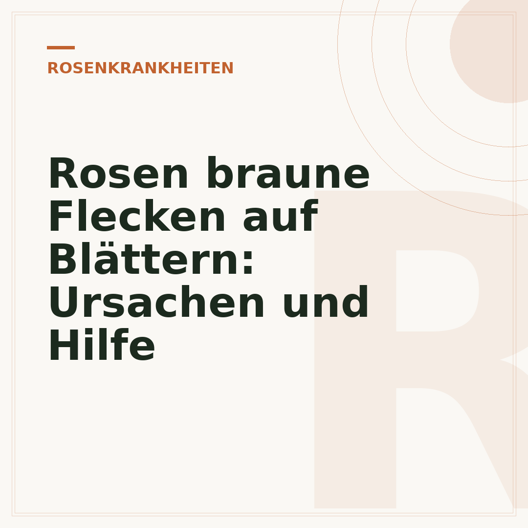 Rosen braune Flecken auf Blättern: Ursachen und Hilfe