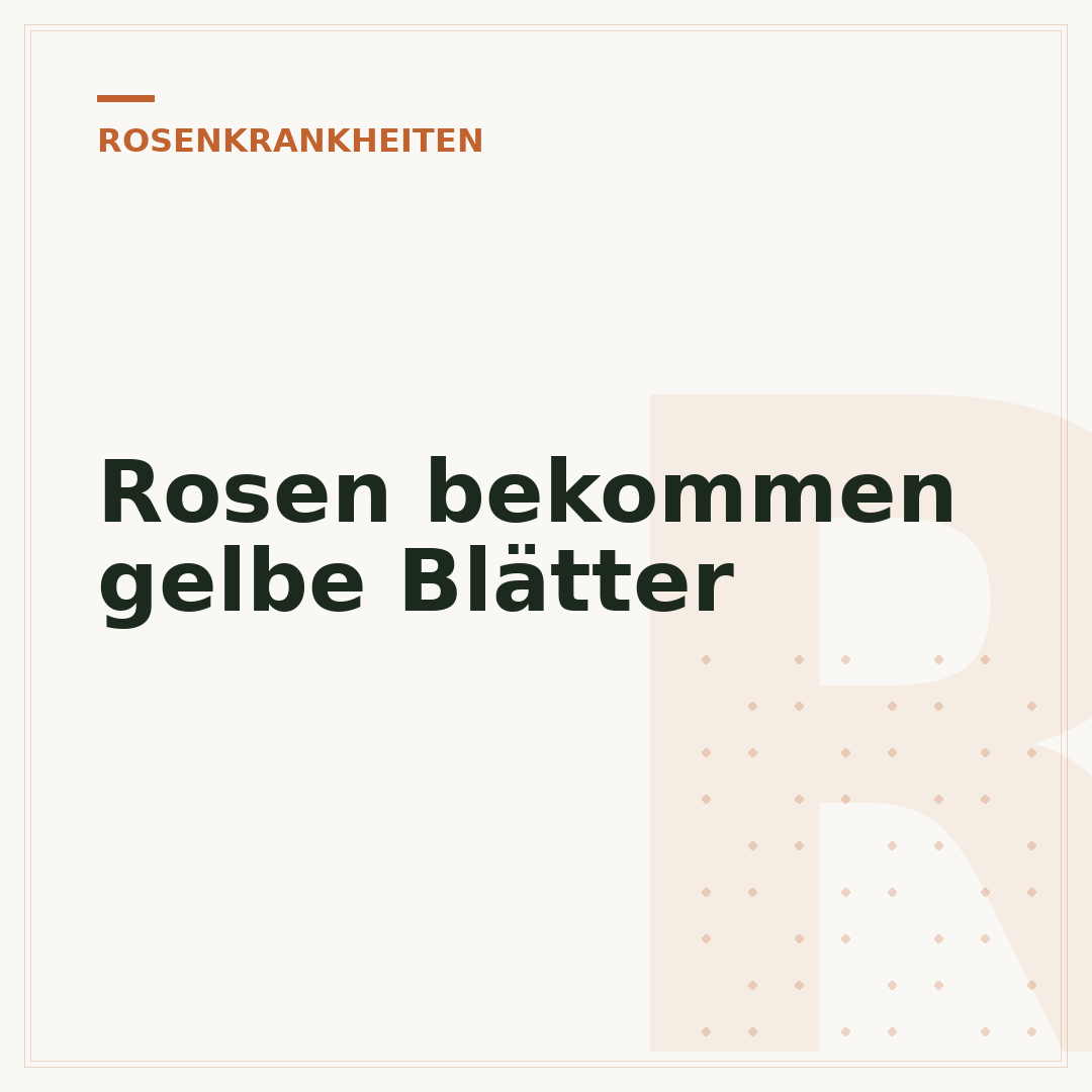 Rosen bekommen gelbe Blätter