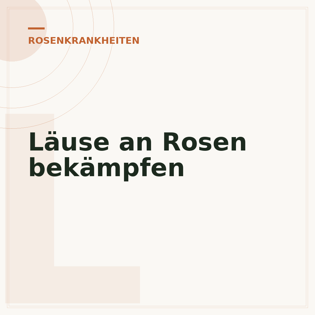 Läuse an Rosen bekämpfen
