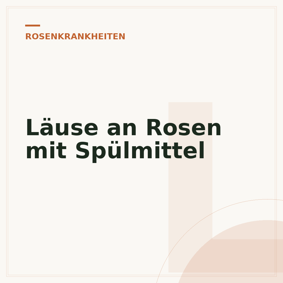 Läuse an Rosen mit Spülmittel