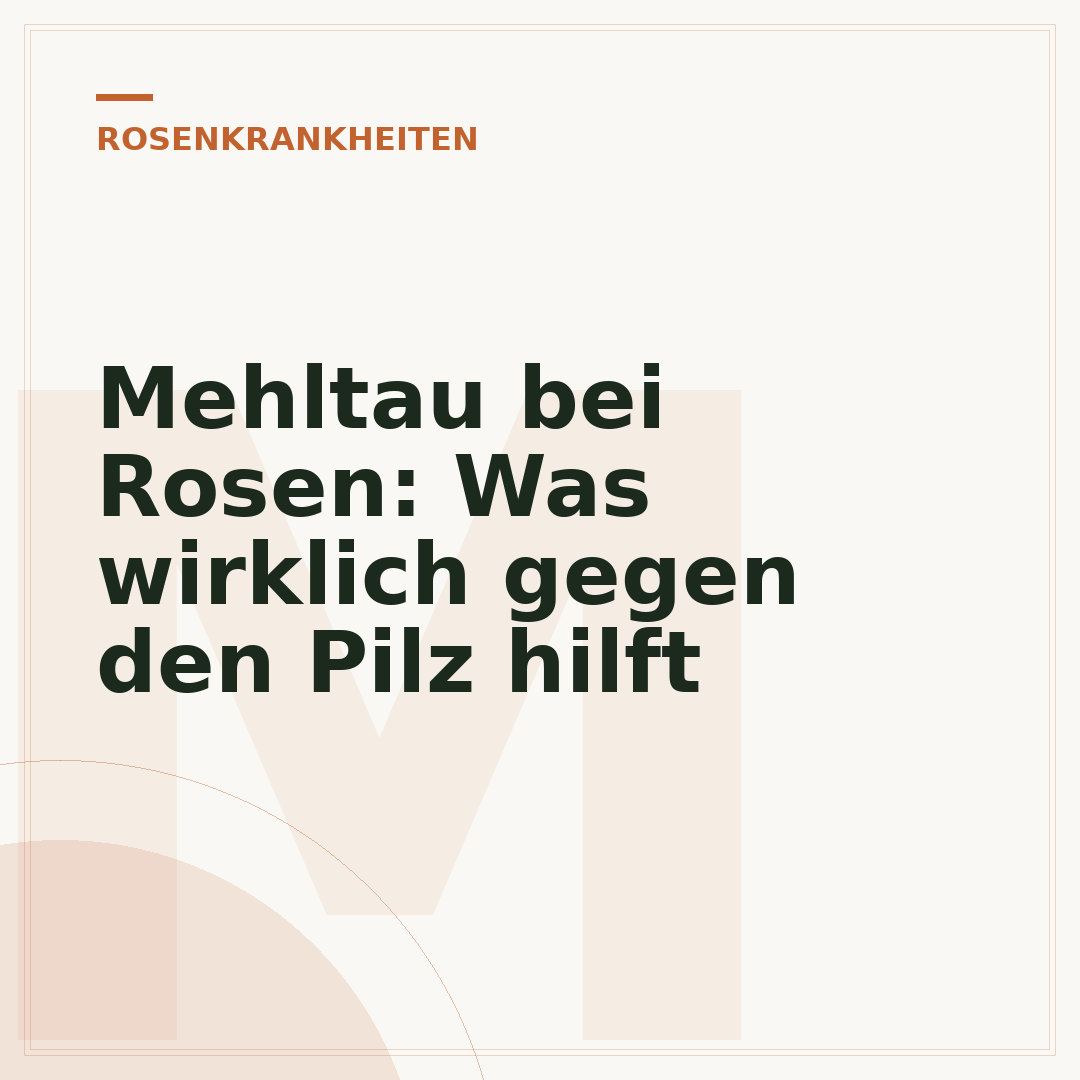 Mehltau bei Rosen: Was wirklich gegen den Pilz hilft