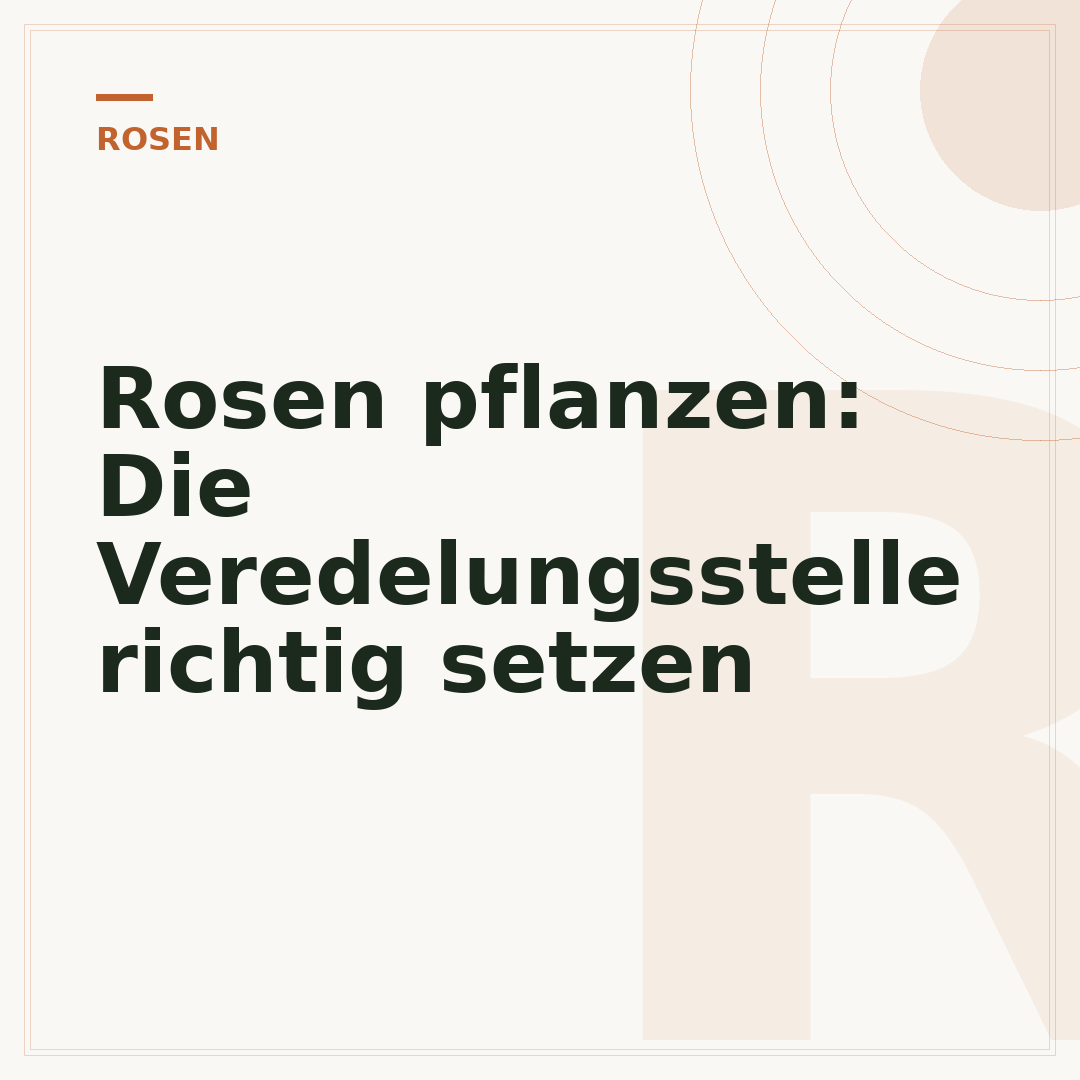 Rosen pflanzen: Die Veredelungsstelle richtig setzen