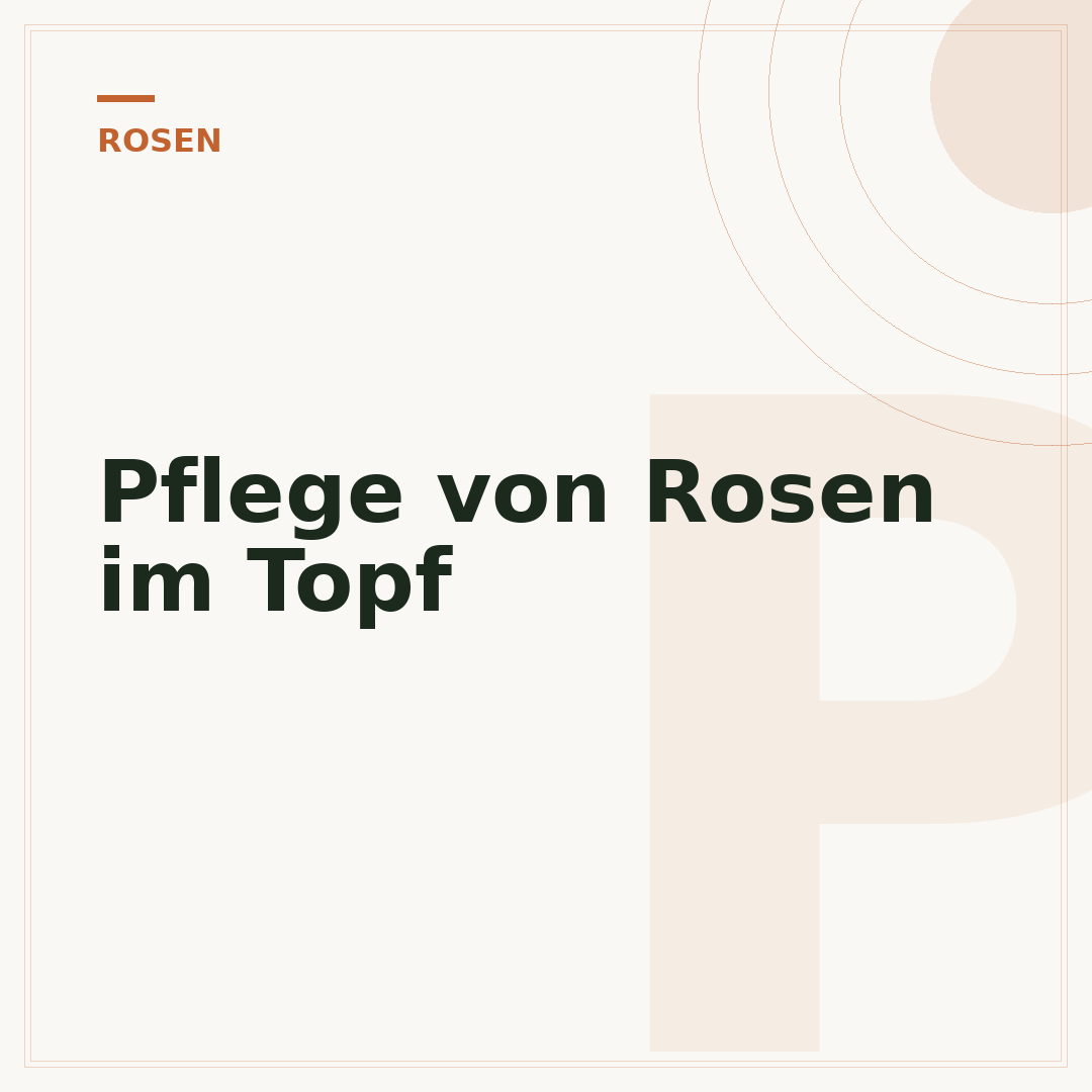 Pflege von Rosen im Topf
