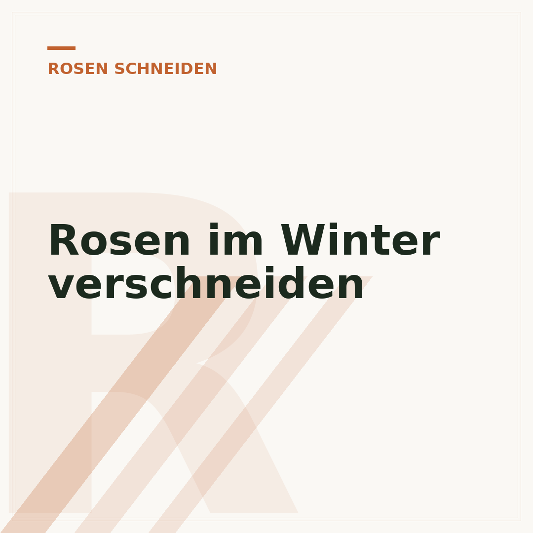 Rosen im Winter verschneiden