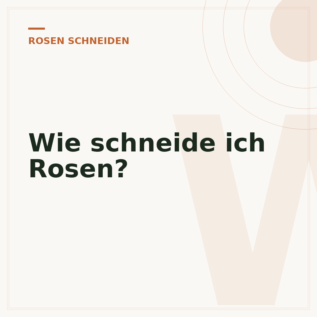 Wie schneide ich Rosen?