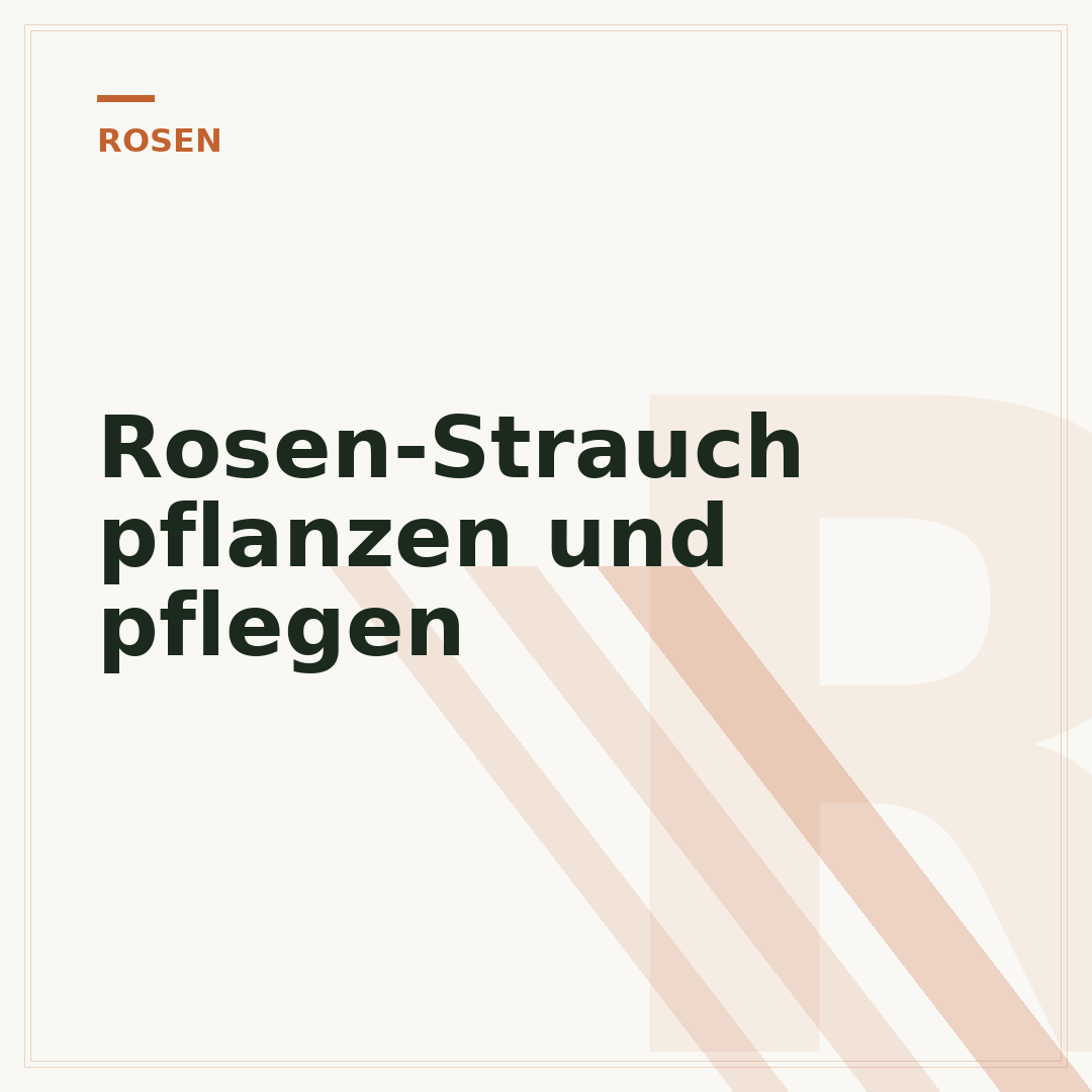 Rosen-Strauch pflanzen und pflegen