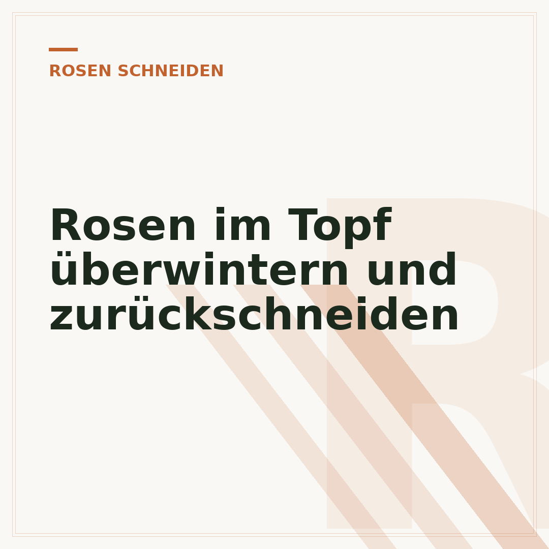 Rosen im Topf überwintern und zurückschneiden