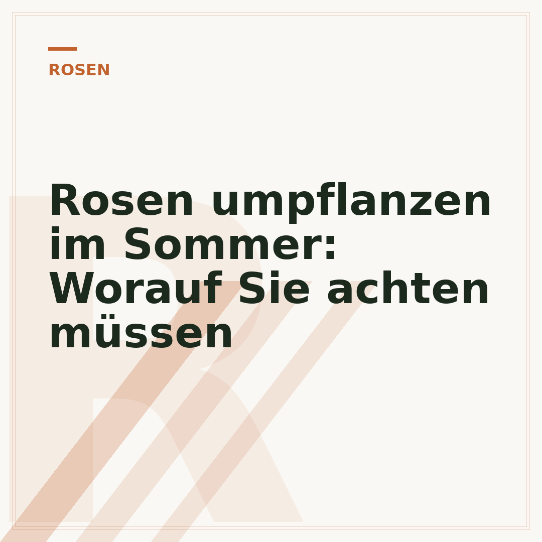 Rosen umpflanzen im Sommer: Worauf Sie achten müssen