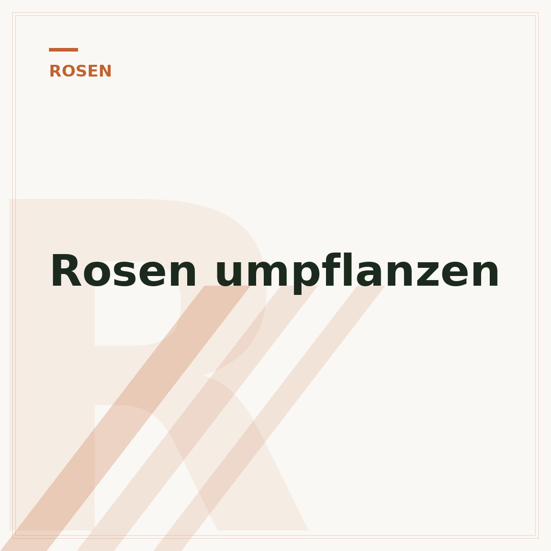 Rosen umpflanzen