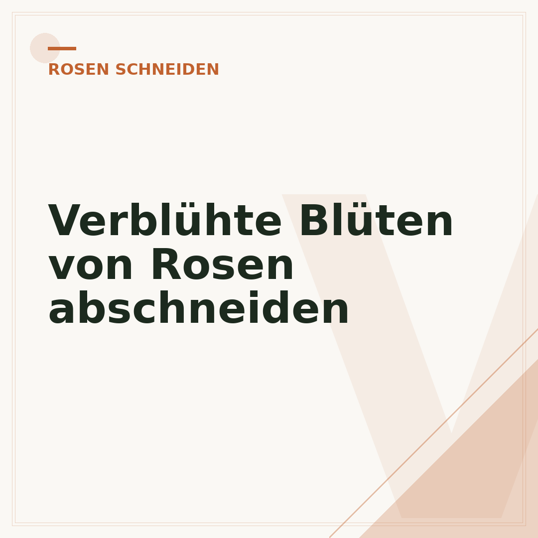 Verblühte Blüten von Rosen abschneiden