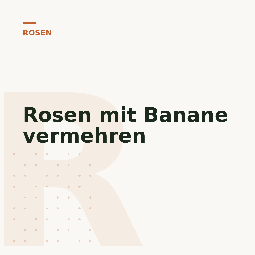 Rosen mit Banane vermehren