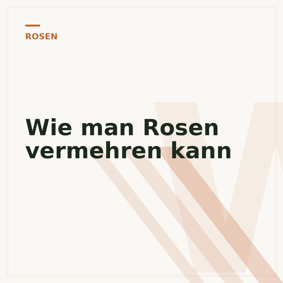 Wie man Rosen vermehren kann