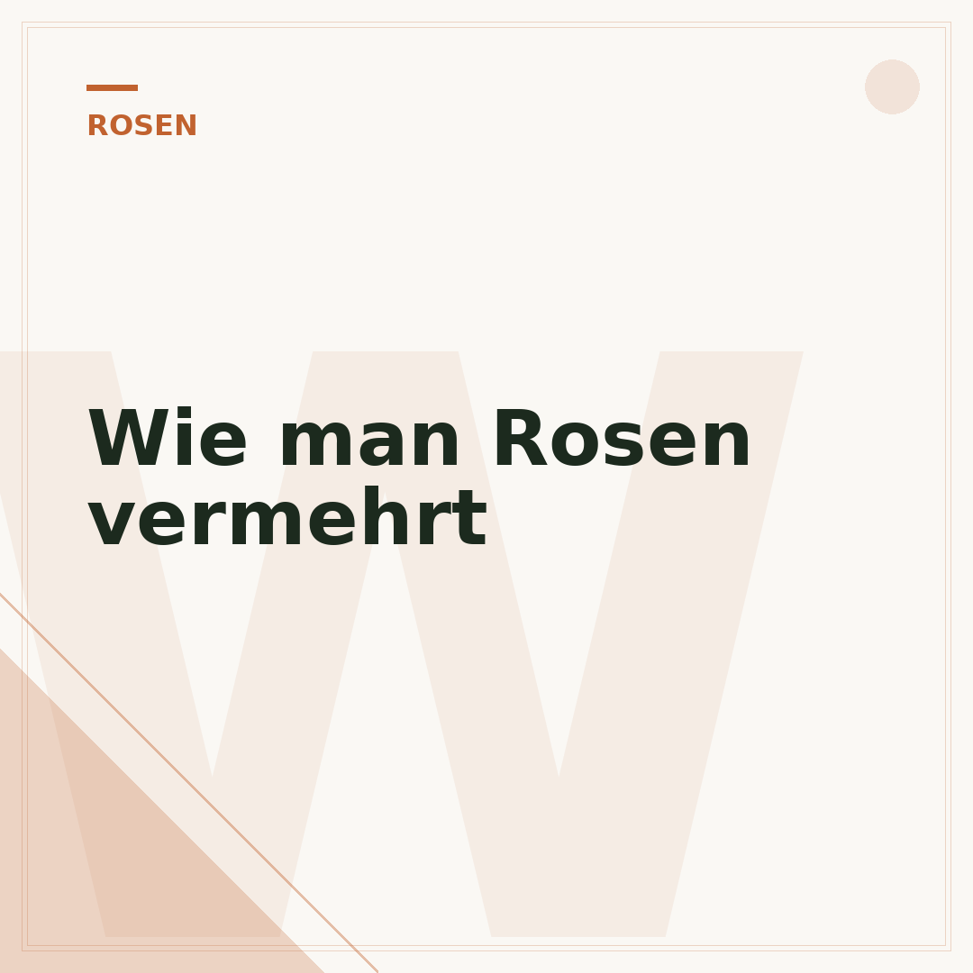 Wie man Rosen vermehrt
