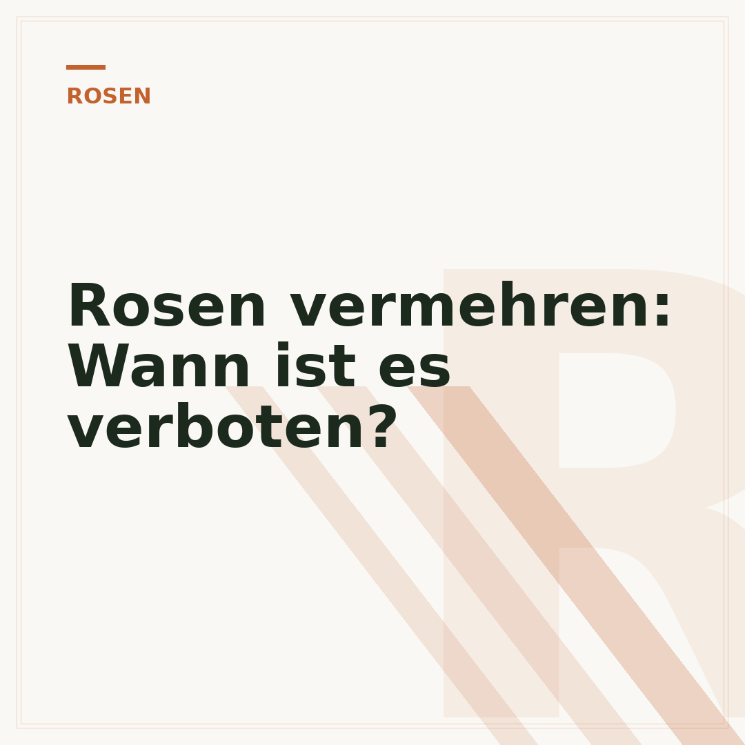 Rosen vermehren: Wann ist es verboten?
