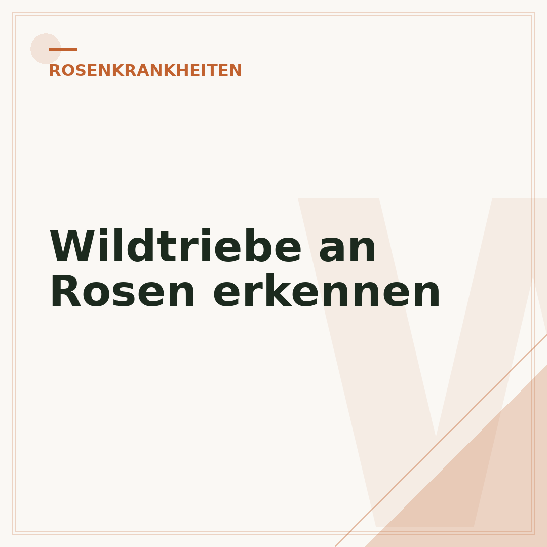 Wildtriebe an Rosen erkennen