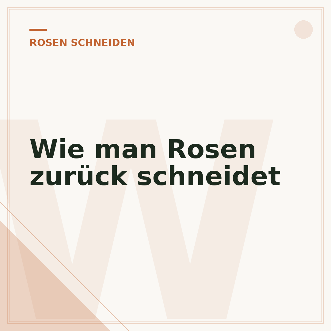 Wie man Rosen zurück schneidet