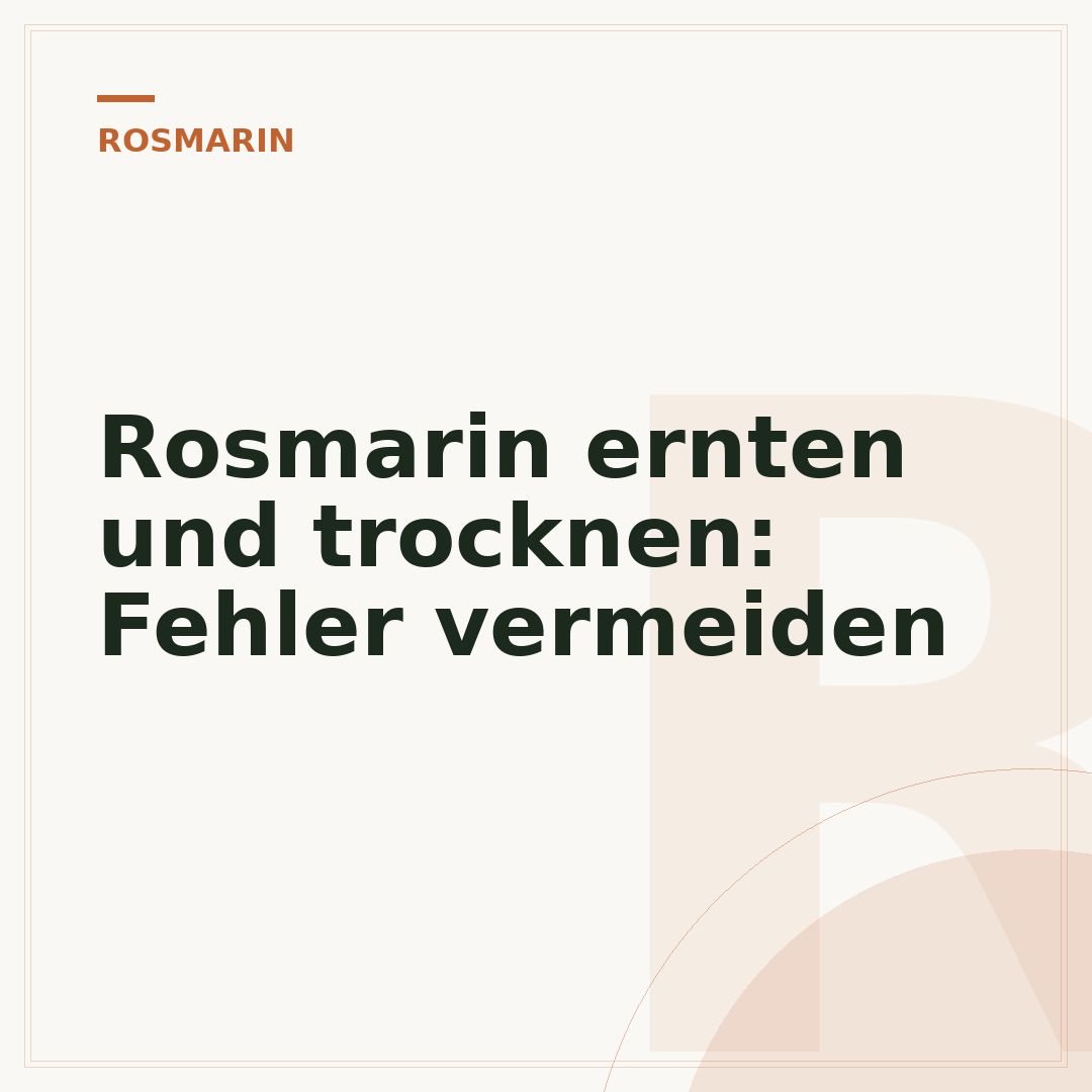 Rosmarin ernten und trocknen: Fehler vermeiden