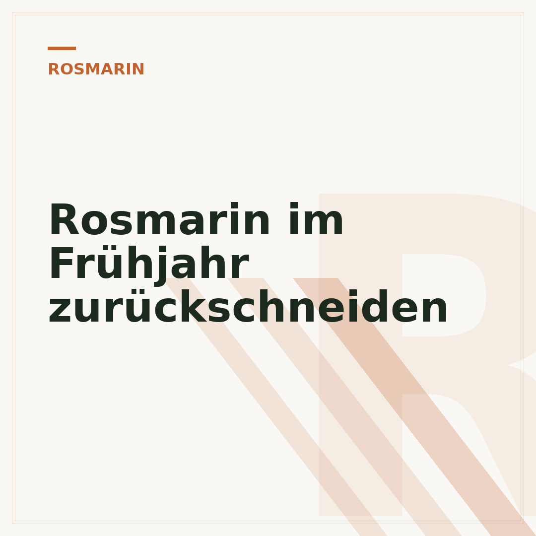 Rosmarin im Frühjahr zurückschneiden