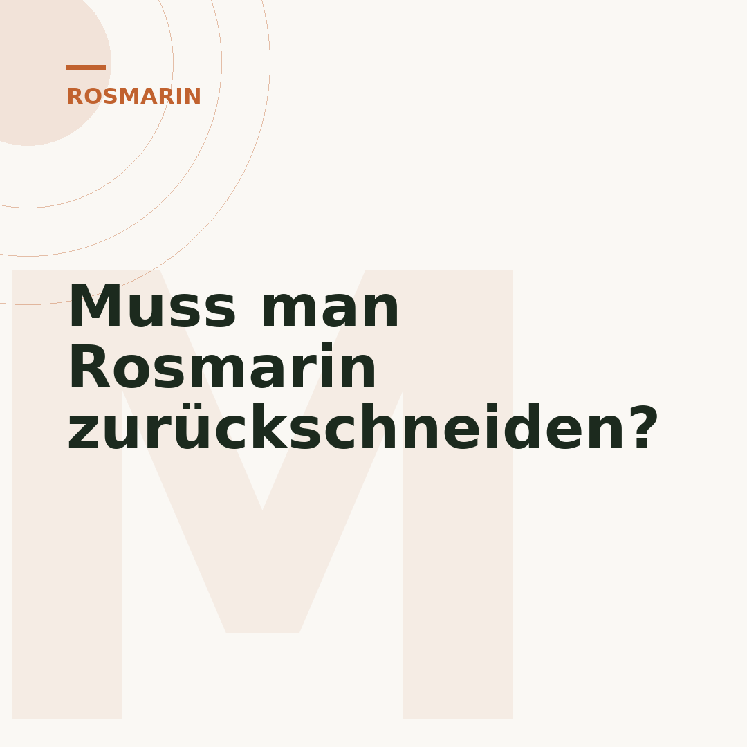 Muss man Rosmarin zurückschneiden?