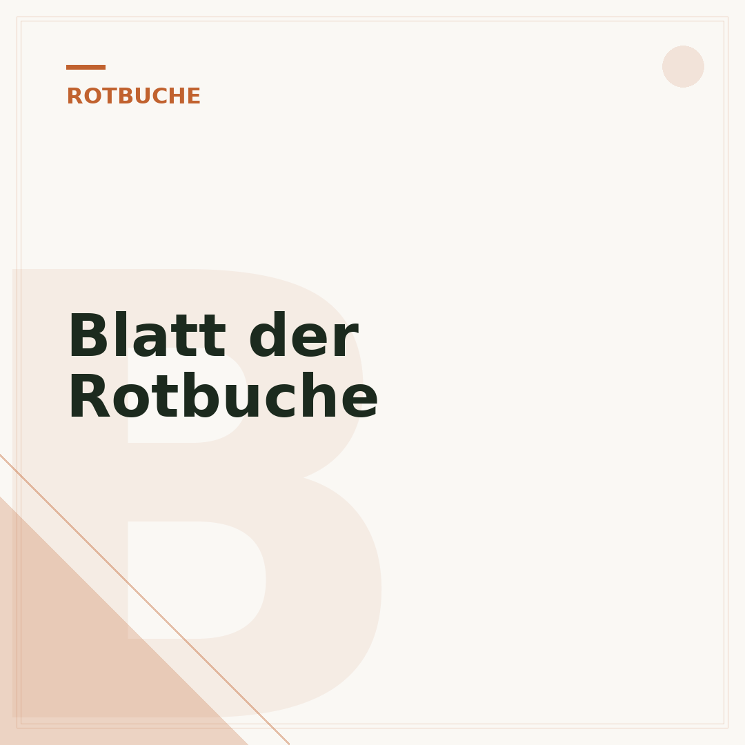 Blatt der Rotbuche