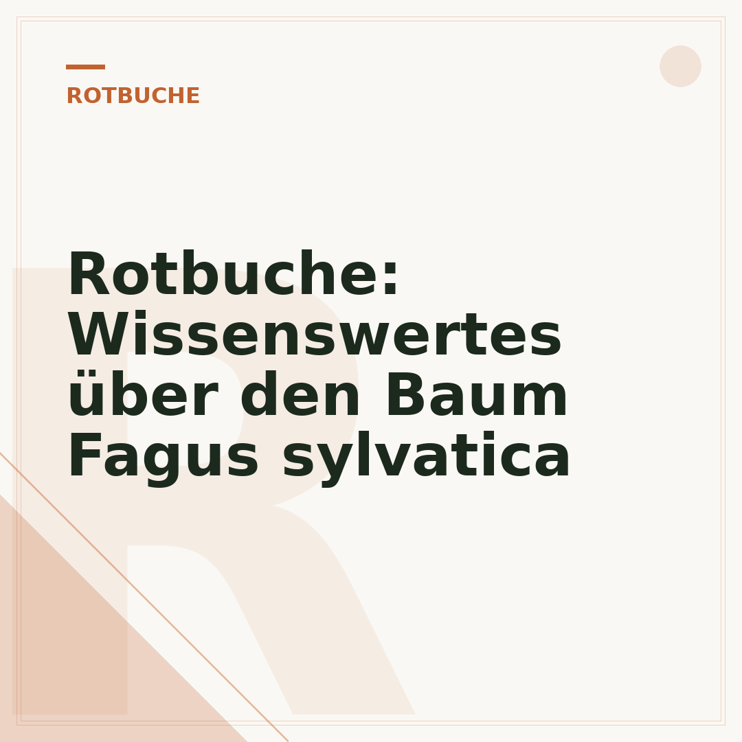 Rotbuche: Wissenswertes über den Baum Fagus sylvatica
